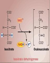 H 2 O 2-Fosfoglicerato 2NADH
