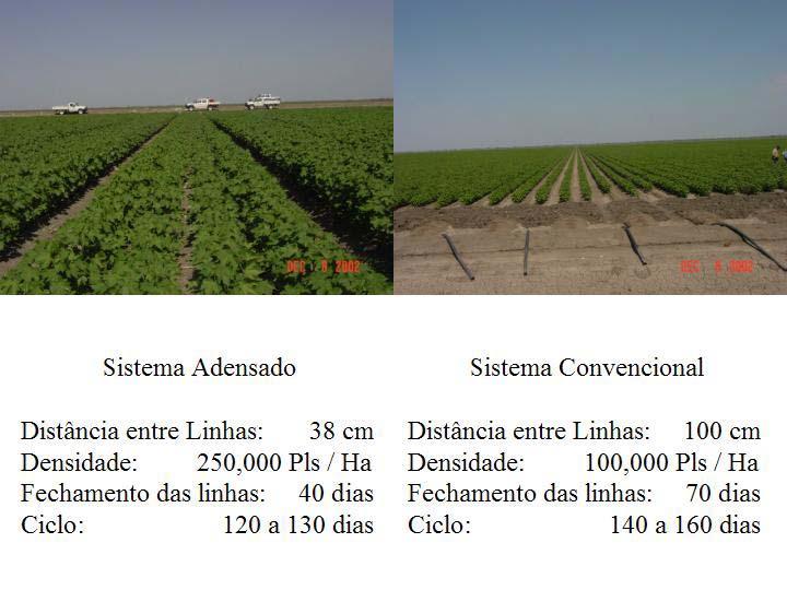 A densidade de semeadura, em sistemas de produção SUE, normalmente está na ordem de 150.000 a 250.000 plantas por hectare, com uma distância entre sulcos de 35 a 40 cm (15 ± 1.0 polegadas).