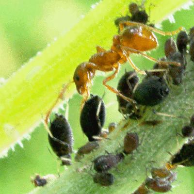 ESCLAVAGISMO Esclavagismo é um tipo de relação ecológica entre seres vivos onde um ser vivo se aproveita das