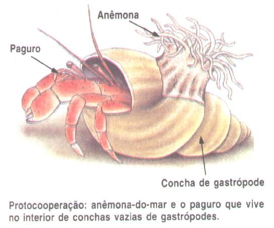 ambas se beneficiam; contudo,