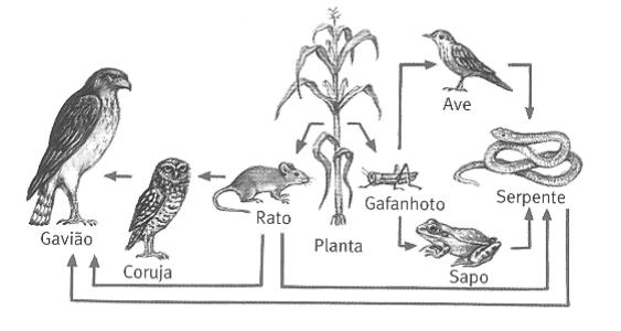 40 - Analise o seguinte esquema referente a um certo ambiente natural e sua relação na sequência alimentar entre seres vivos.