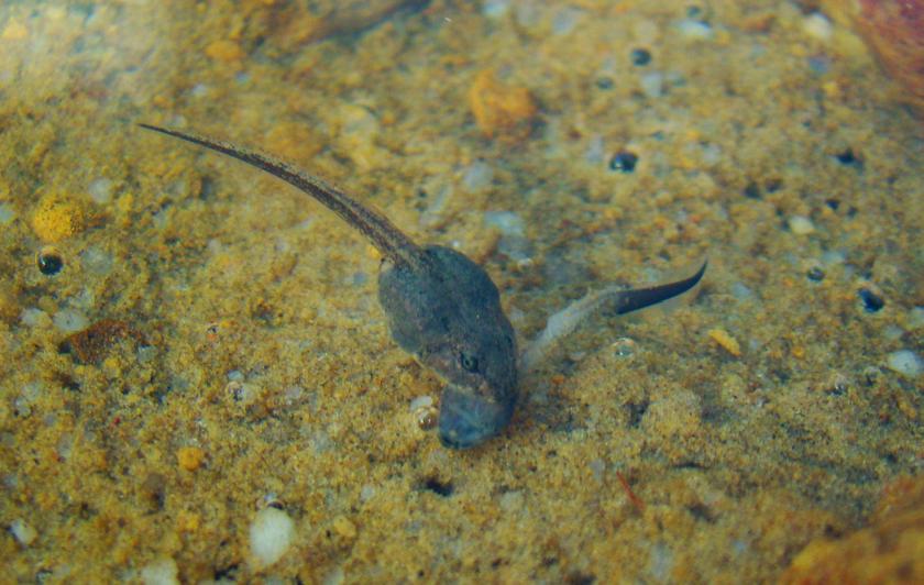 360 Renata Magalhães Pirani et al. Figure 1. Cannibalism in tadpoles of Leptodactylus cunicularius (specimens of MZUFV lot 138 in life). Photo by E. T. da Silva. References Ab Saber, A.