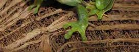 de  19: Proceratophrys boiei