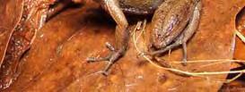 Leptodactylus furnarius Foto 23: Amplexo de