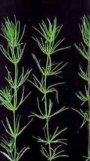 tem planta daninha importante Exemplos de Pteridophytas (aquáticas) Chorella spp
