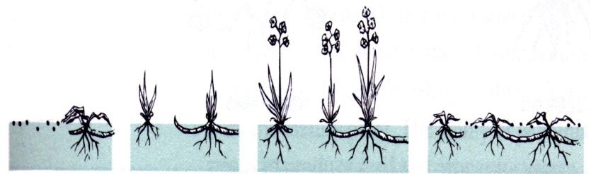 especializadas de propagação Podem produzir novas plantas quando cortadas -complexas ou arrastadoras (problemas) Reproduzem por estruturas especializadas como: Caules