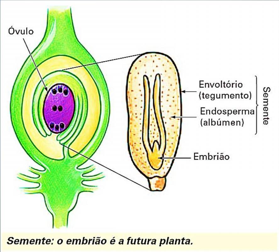 Maturação do óvulo O óvulo, sofre um processo de maturação, produzindo 8 células especiais.