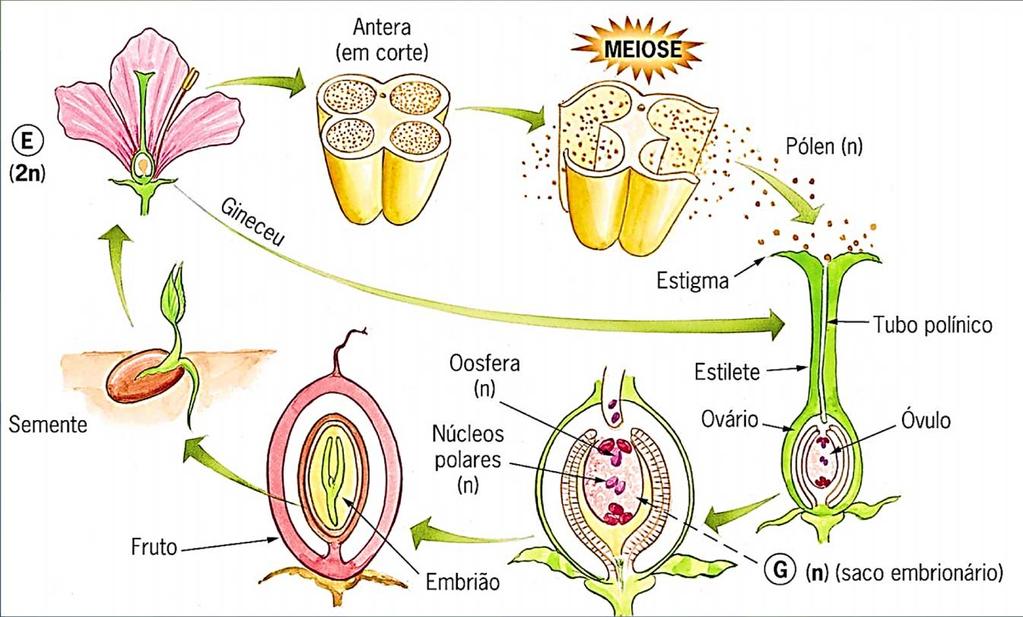 Ciclo da Reprodução das Angiospermas