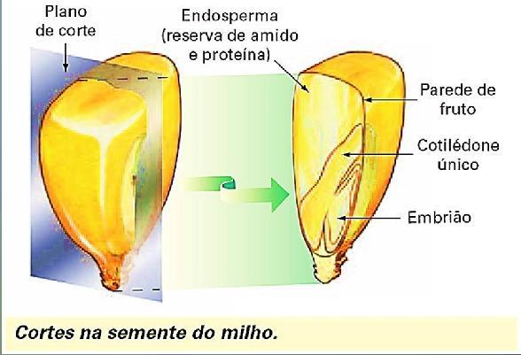 Uma folha embrionária é o cotilédone, podendo ocorrer de duas formas nas angiospermas: Eudicotiledôneas A semente