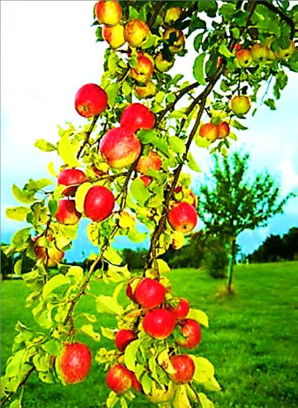 Características Gerais Grupo diversificado, com representantes de diversos tamanhos e complexibilidades; Vasculares (traqueófitas); Produzem flores (fanerógamos), sementes (espermáfitos) e frutos;