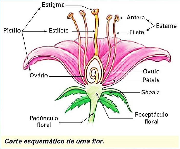 Flor-Padrão das Angiospermas Sistema reprodutor das Angiospermas (reprodução sexuada) Sépalas Proteção do botão floral e realizam fotossíntese; Pétalas Atração dos agentes polinizadores;