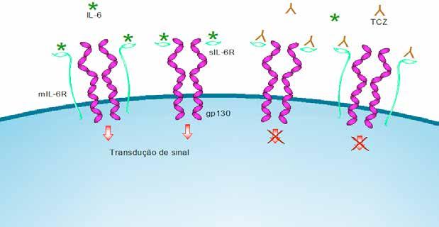 32 3 Tocilizumab: mecanismos farmacológicos e reações adversas 3.1 Mecanismo de ação do TCZ TCZ é um anticorpo monoclonal recombinante humanizado da classe IgG1 que inibe o receptor da IL-6 (IL-6R).