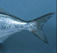 Sabia que? Há duas variedades de peixe: Peixe azul e Peixe branco. O peixe azul é mais gordo do que o peixe branco.