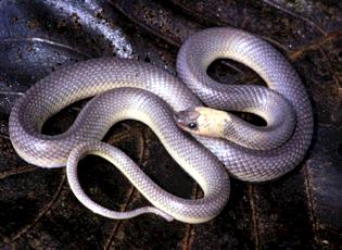 Phimophis guerini Nome vulgar: