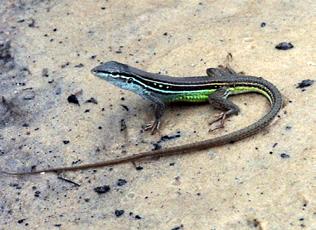 ameiva Nome vulgar: Calango-verde