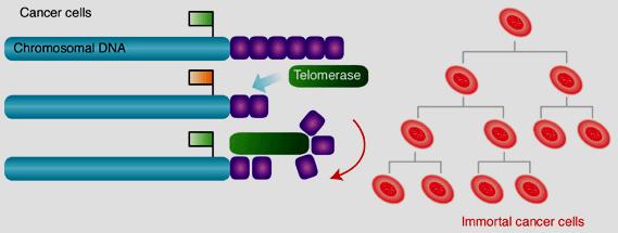 Cancro Imortalidade (células somáticas) Células cancerígenas Telomerase