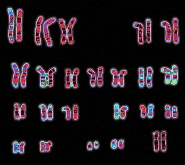 Números de cromossomos em diferentes espécies A) Telocêntrico: O centrômero está localizado na região terminal do cromossomo, possui braço único.