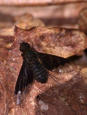 área das ciências naturais; outros interessados DURAÇÃO: 18h PREÇO: 900 (2 formadores; não inclui despesas de deslocação) MATERIAL INCLUÍDO: redes entomológicas, exemplares de coleção,