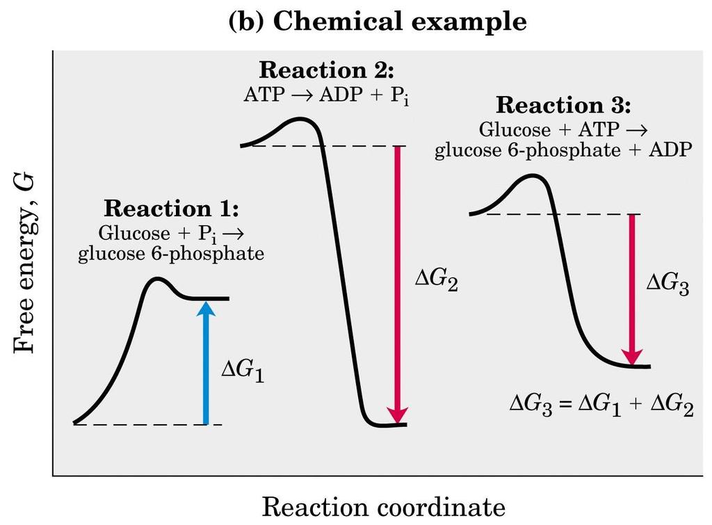 Reacções acopladas - exemplo com uma reacção com variação de energia livre positiva (reacção 1)