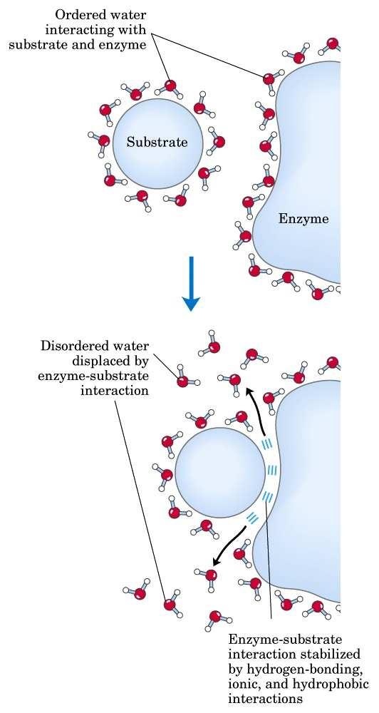 Interacções hidrofóbicas Um soluto não polar "organiza" as moléculas de água.