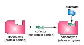 Cofatores enzimáticos Cofatores enzimáticos que precisão de íons são chamadas de metaloenzimas. Como centro catalítico primário, no sítio ativo da enzima.