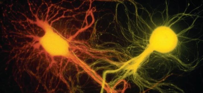 FUNÇÃO DO SISTEMA NERVOSO O Sistema Nervoso tem a capacidade de receber, transmitir, elaborar e armazenar informações. Os neurônios reagem a estímulos mecânicos e químicos.