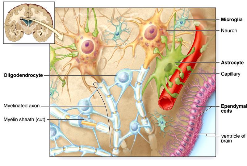 CÉLULAS DE SUSTENTAÇÃO DO SISTEMA NERVOSO CENTRAL As células de sustentação do SNC não-neurais são as células da glia: Micróglia Neuronio Oligdendrócitos
