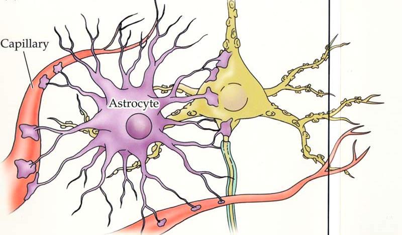 CÉLULAS DE SUSTENTAÇÃO DO SISTEMA NERVOSO CENTRAL Astrócitos Tipo celular mais