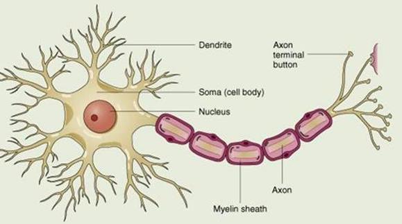 COMPONENTES DO TECIDO NERVOSO 1. Neurônios (células nervosas) 2.