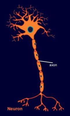 denominados axônios Os neurônios geralmente