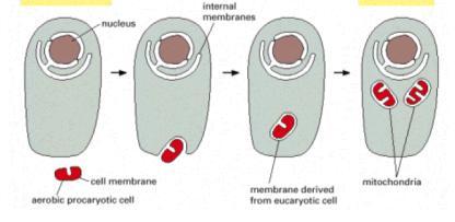 específicas da Respiração ocorrem na Mitocôndria Exclusiva de células eucariotas Mitocôndria Evoluíram