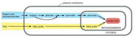 Permeável a pequenas moléculas Membrana Interna: em forma de cristas; Impermeável a íons; Contém as