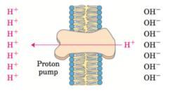 Gradiente de protóns ATP Sintase Cadeia