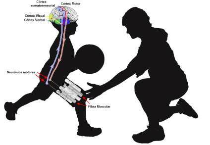 Modelo de Treinamento de Exercícios Integrados Feedback (intrínseco e extrínseco)