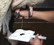 Existem dois tipos de mastite: Clínica: é fácil de perceber, pois a vaca pode parar de comer, ter febre e reduzir muito a