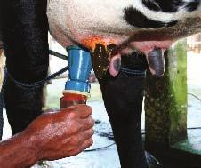 2 - Controle a mastite Em caso de mastite (inflamação do úbere), as células de defesa do animal passam do sangue para o leite em grande quantidade.