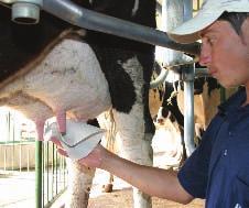 Sempre que o número dessas células (CCS) aumentar no leite, pode-se dizer que a vaca está com mastite.