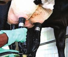 as vacas com mastite clínica e as tratadas com antimicrobianos; Imergir imediatamente