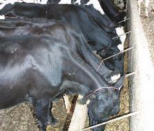 Fornecer a correta alimentação às vacas v As vacas devem receber uma dieta equilibrada a base de
