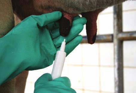 Evitar a contaminação do leite por medicamentos veterinários vi Além do PNQL, o Ministério da Agricultura, Pecuária e Abastecimento (MAPA) também implementou o Plano