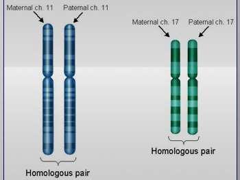 Células germinativas: células que desenvolvem os gametas (óvulo e espermatozóide) 23 cromossomos Células somáticas: todas as outras células do corpo 46 cromossomos (23 pares)