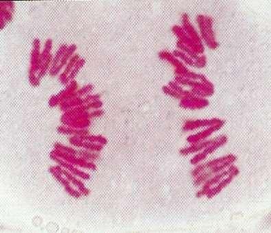 cada conjunto de cromossomos vai para