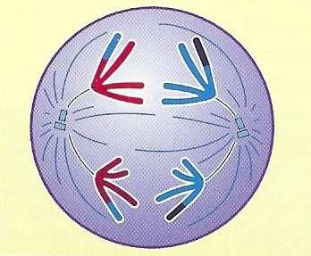 -Não disjunção dos homólogos (ambos