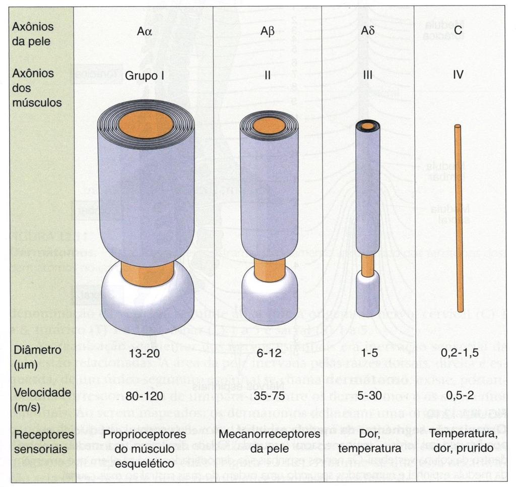 Axônios