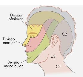 Somatotopia: dermátomos Nervo Trigêmio Ramo oftálmico: testa, olhos e a frente do nariz.
