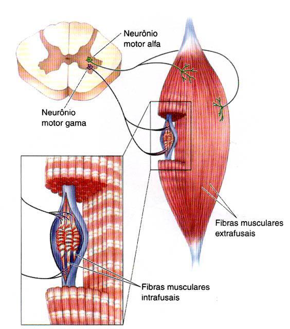 Fuso muscular e neurônios