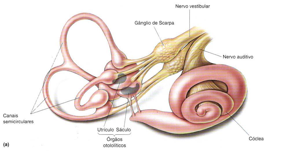 Sistema Vestibular Mudanças de ângulo e de aceleração