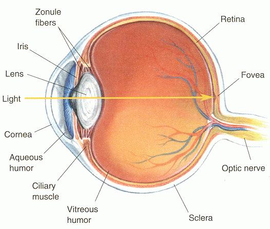 VISÃO a óptica do olho humano: A relação