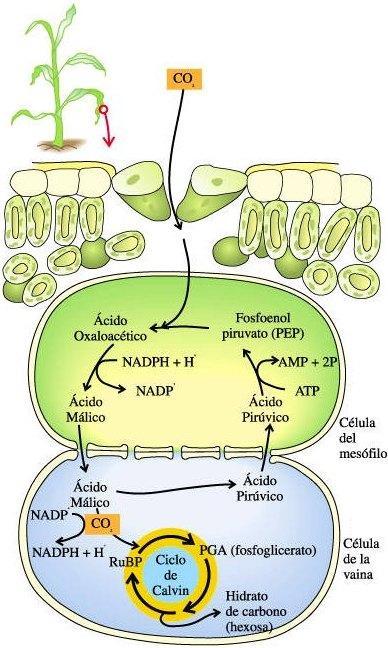Plantas C4 Mantêm a razão CO 2 /O 2 elevada próxima à rubisco (enzima que fixa CO 2 ) CO 2 é fixado com auxílio do fosfoenolpiruvato e forma ácido oxalacético (4 C) Maximizam a fotossíntese Separação