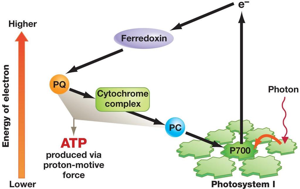 Etapa fotoquímica Fotofosforilação cíclica Disponível em: <http://www.uic.